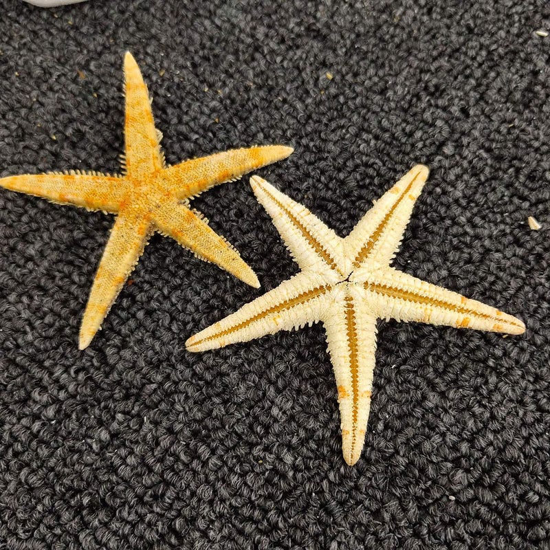 LGEGE 12 Extra Large Size Starfish - Tan Flat Sea Stars (3.3" - 4.3" / 85-110 mm), Beach Crafts, Wedding Invitations - Image 1